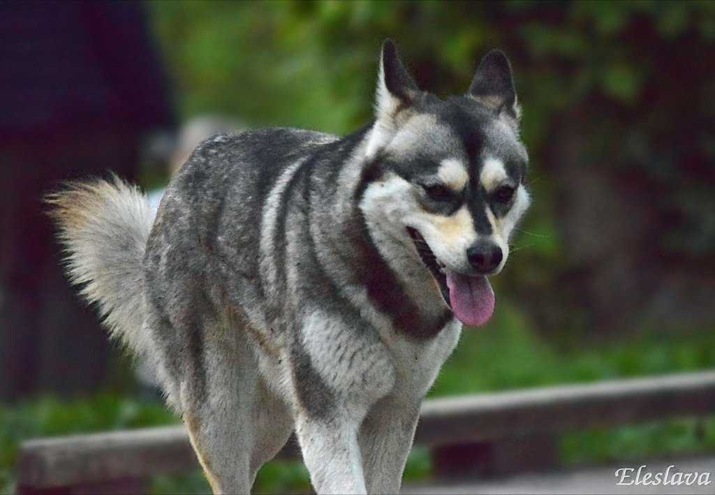 Сахалинский хаски: характеристики породы собаки, фото, характер, правила ухода и содержания