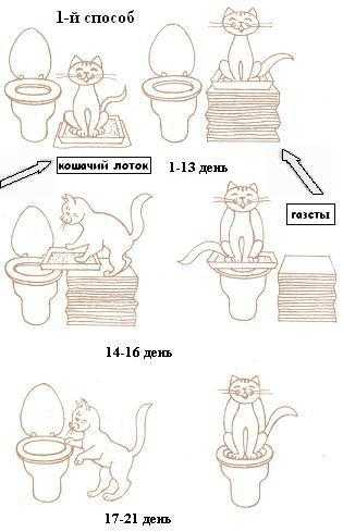 Как приучить котенка купаться в ванной
