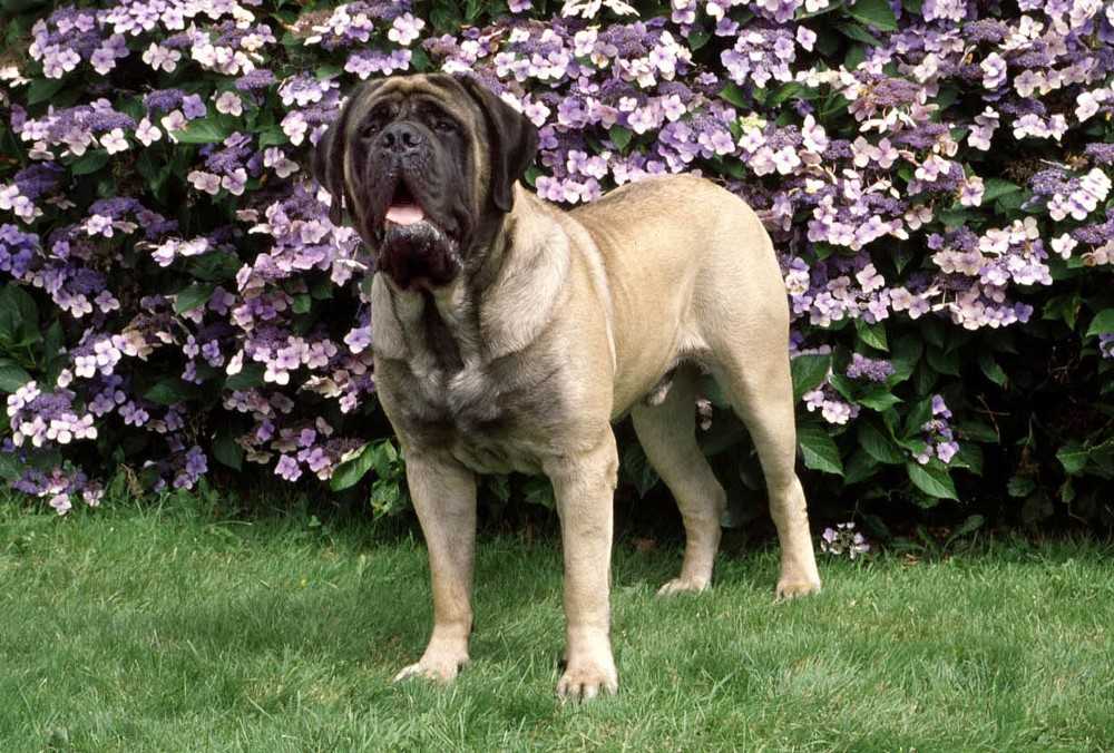 Мастифы: фото собак и описание породы
мастифы: фото собак и описание породы