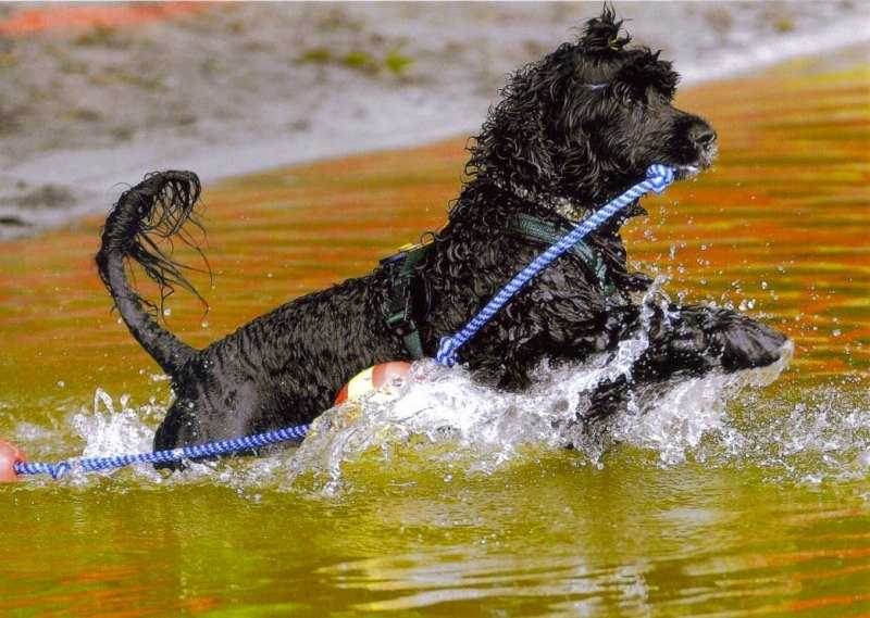 Португальская водяная собака (30 фото): описание породы португальский вассерхунд, особенности содержания собак