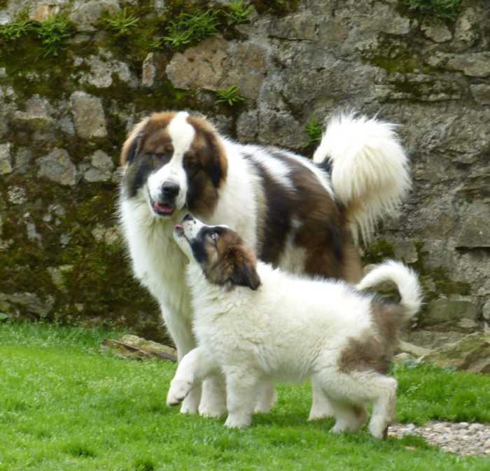 Порода муди -венгерская пастушья собака