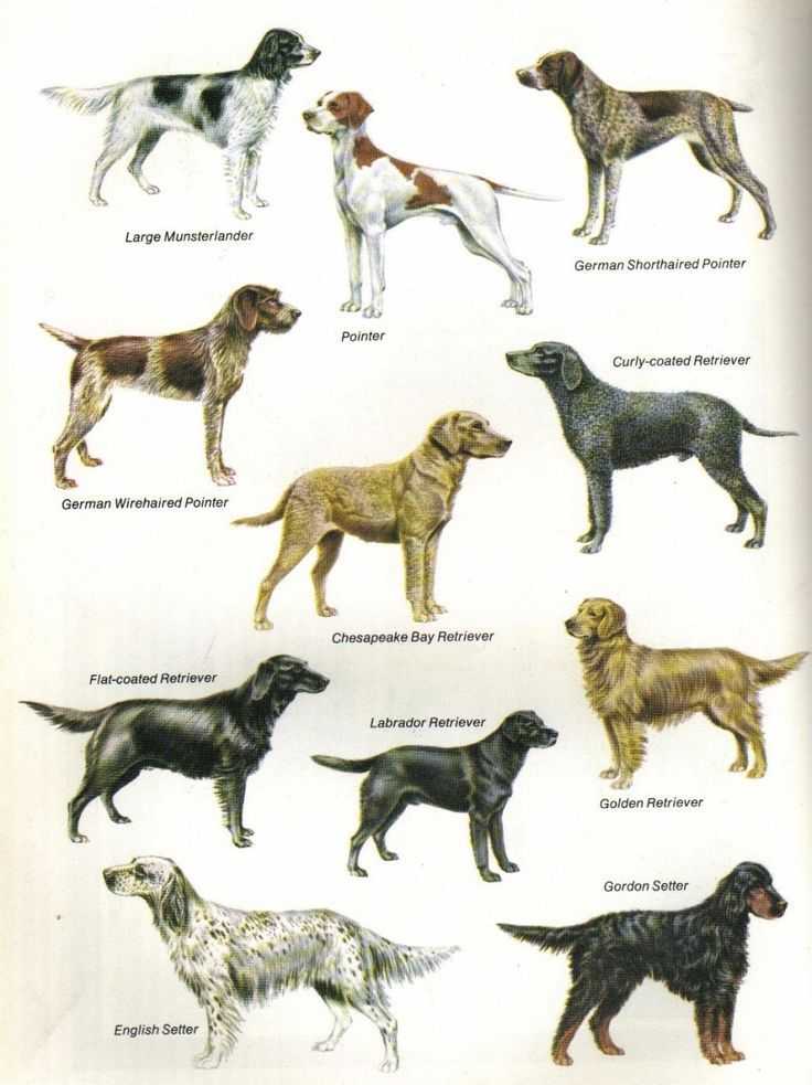 Легавые породы собак с фото и названиями