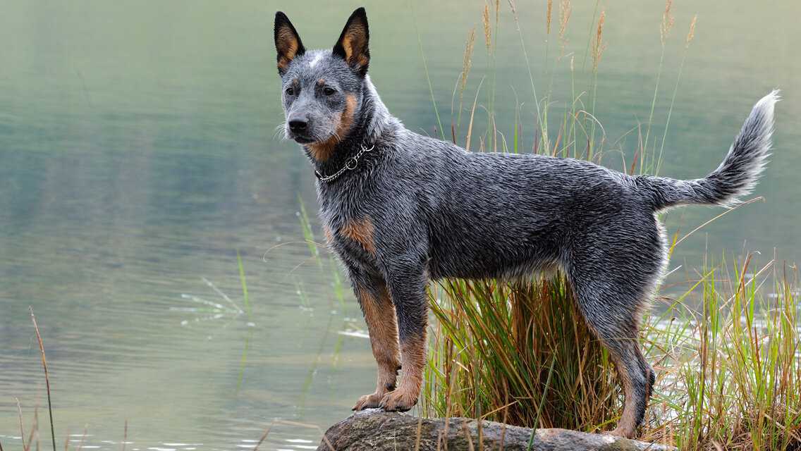 Ланкаширский хилер собака. описание, особенности, характер, уход и цена породы