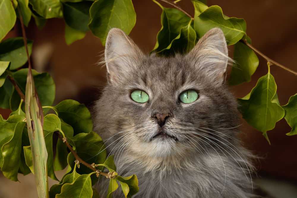 Кошки с зелеными глазами: список пород и особенности их характера
