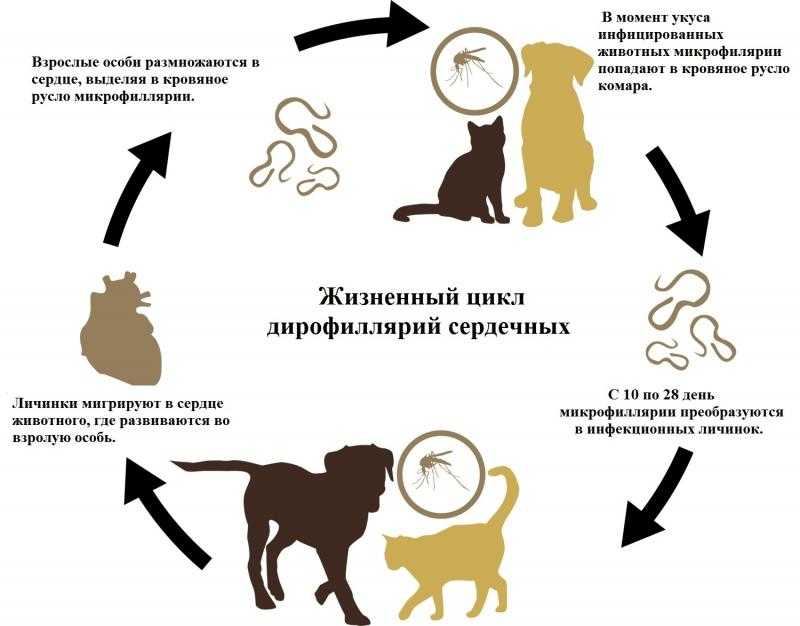 Кахексия у собак - лечение и уход за собакой при истощении в москве. ветеринарная клиника "зоостатус"