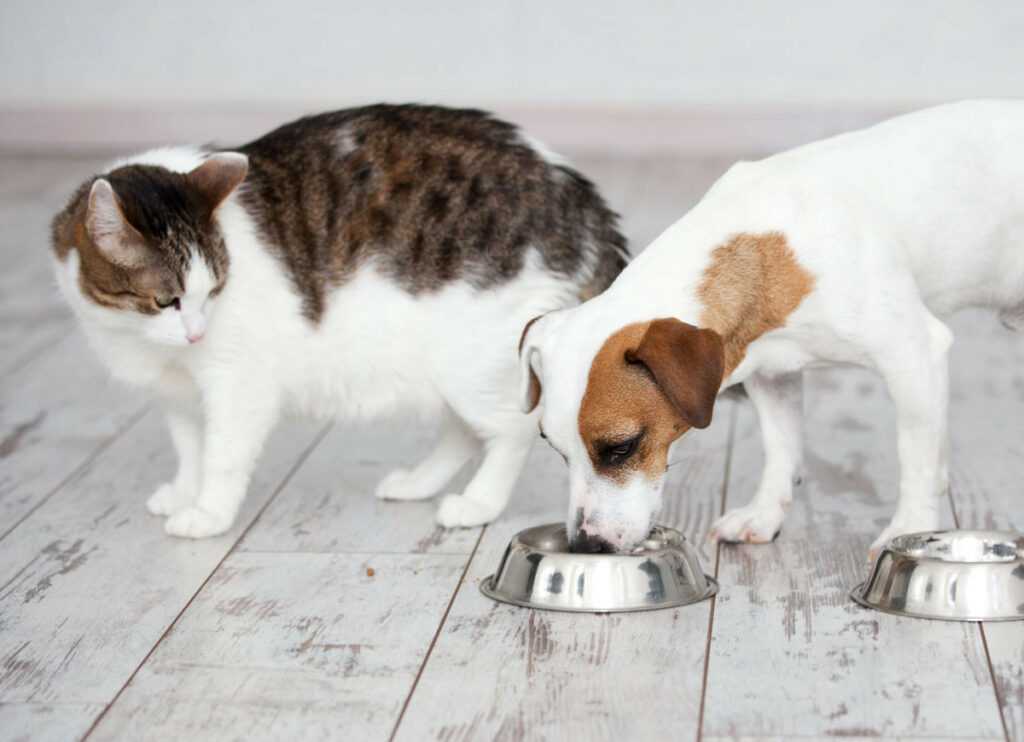 Можно ли кормить собаку кошачьим кормом и что будет, если давать его постоянно