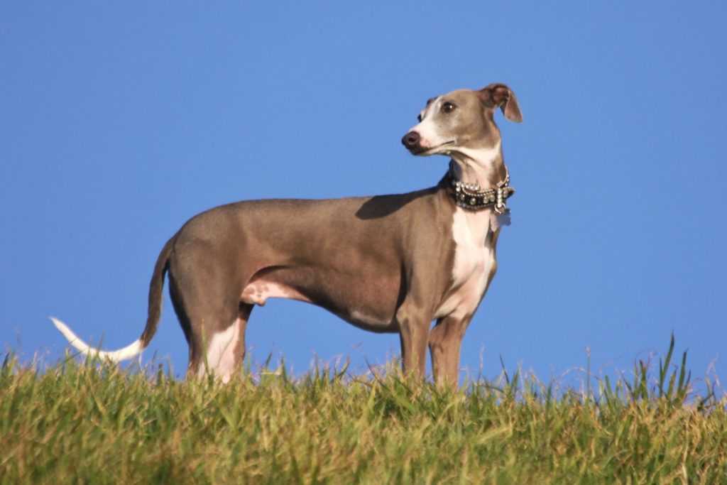 Испанские породы собак — топ 26 — сайт эксперта по животным — howmeow