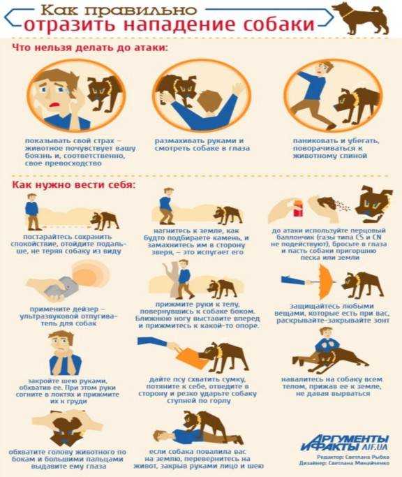 Как действовать при нападении собак: самые опасные породы собак, причины нападения, самооборона, как использовать подручные средства.