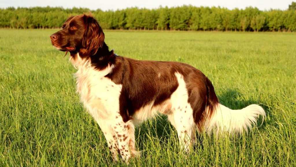 Вельштерьер (welsh terrier): характер собаки, фото породы, цена щенков, уход, плюсы и минусы породы