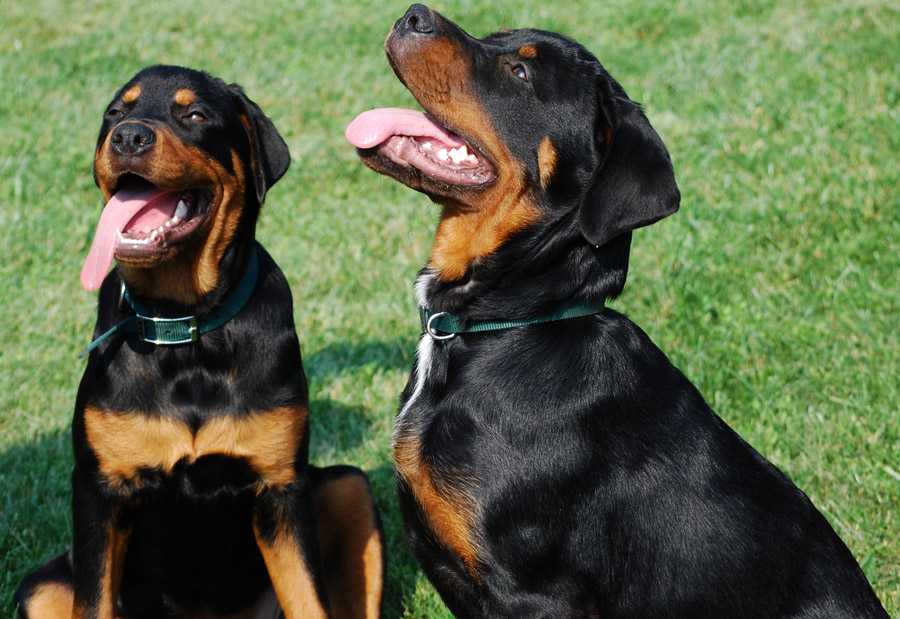 Собака породы ротвейлер: окрас, характер, повадки, особенности содержания, цена щенков, что едят, сколько живут, болезни, фото