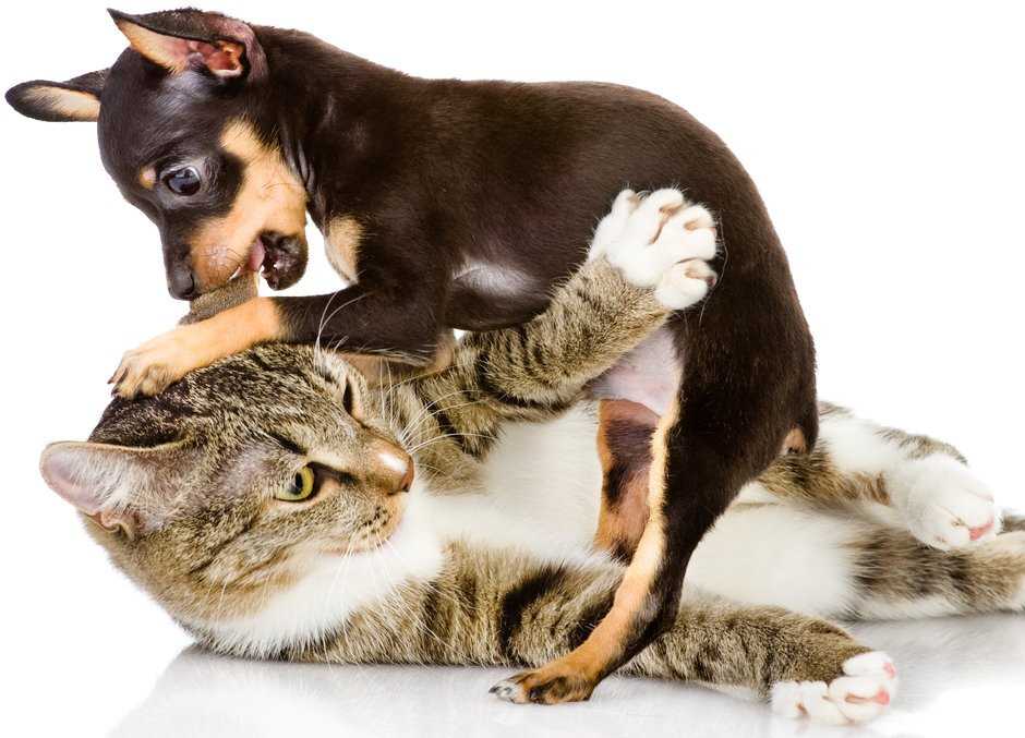 Как подружить кошку с собакой — советы зоопсихологов