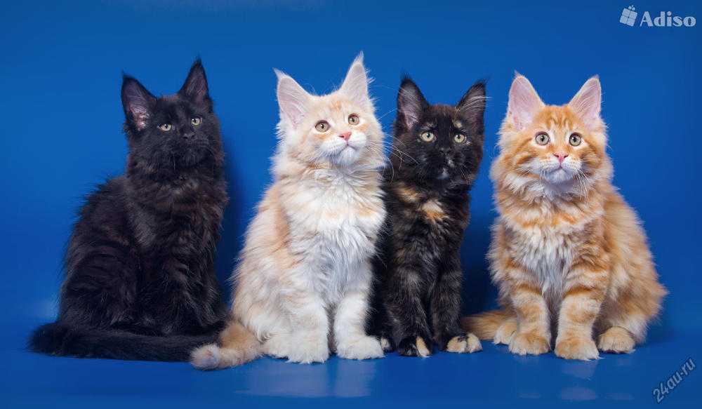 Коты мейн-кун: описание породы, фото, где купить