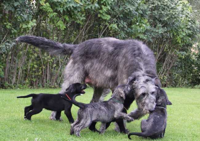 Ирландский волкодав 🐶 фото, описание, характер, факты, плюсы, минусы собаки ✔
