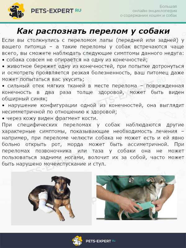 Что делать, если у собаки слабые задние лапы - noltrex в ветеринарии.