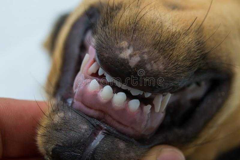 Сколько зубов у собаки — мелкие, средние и крупные породы