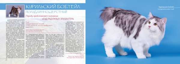 Описание породы кошек американская жесткошерстная: общая характеристика породы, происхождение, предрасположенность к заболеваниям, фотографии и видео обзор.