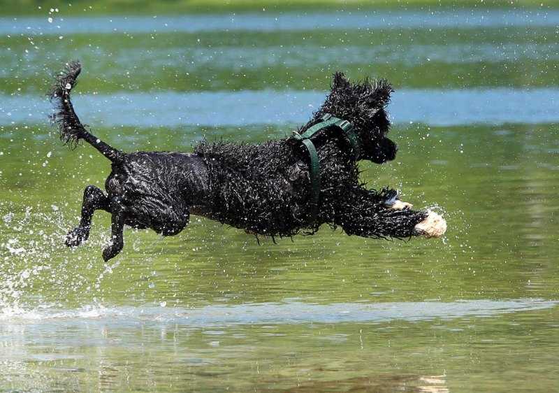 Описание породы португальская водяная собака