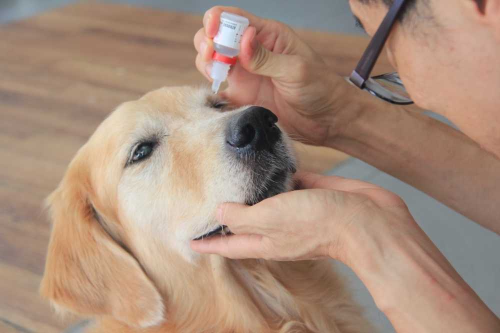 Глаза опухли у собаки: причины, первая помощь, лечение