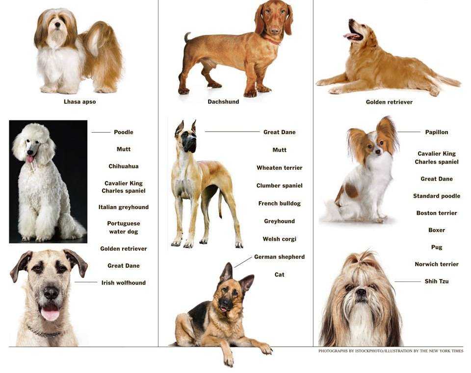 Английский мастиф: все о собаке, фото, описание породы, характер, цена