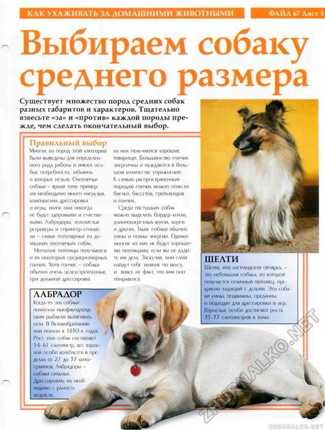 Чинук - порода собак, описание, фото, где купить щенка