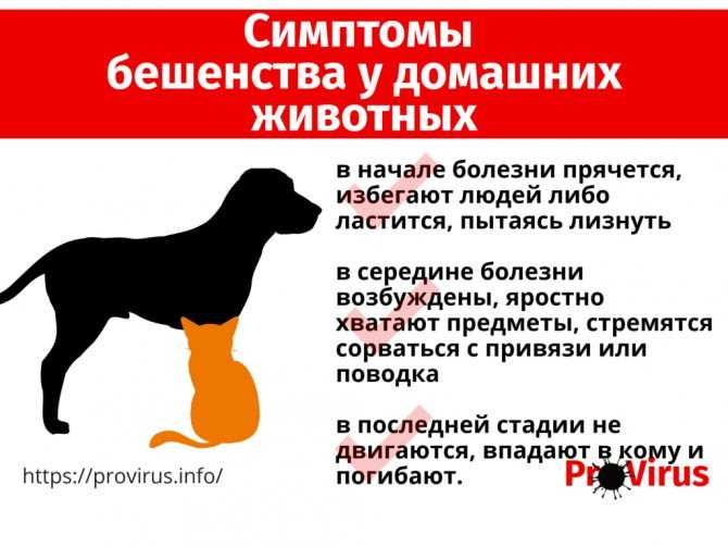 Бешенство у собак: симптомы и признаки, формы течения, опасность для человека, существует ли лечение бешенства у собак