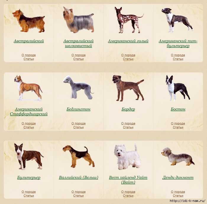 Легавые — фото, виды пород собак, описание разновидностей