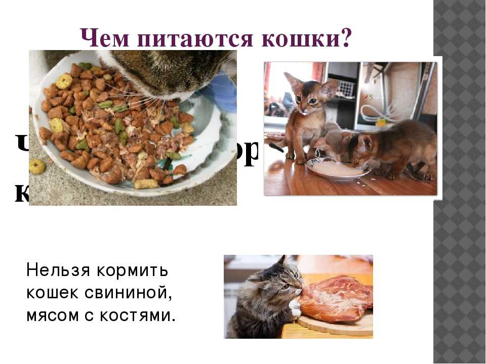 Что можно кошкам из еды. Чем питаются кошки. Нельзя кошек кормить. Что нельзя давать кошкам. Чем нельзя кормить кошек.