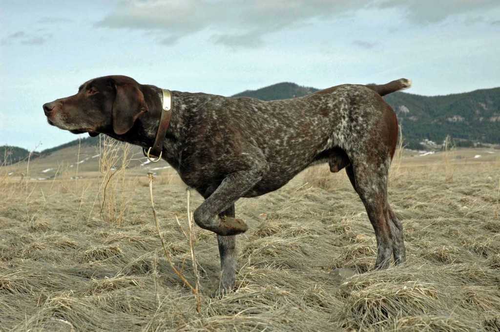 Легавые породы собак: список представителей с фотографиями, названиями, описаниями и ценами