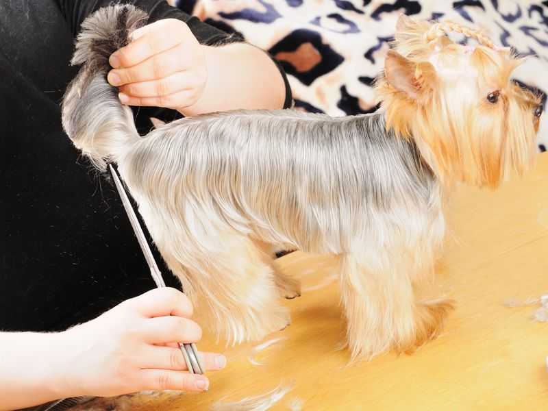 Можно ли собакам стричь когти и как правильно это делать?