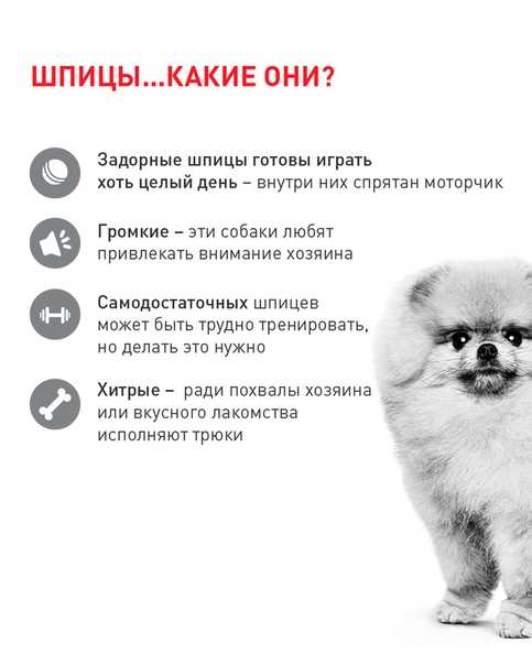 Померанский шпиц: описание, стандарт породы, характер и дрессировка собаки