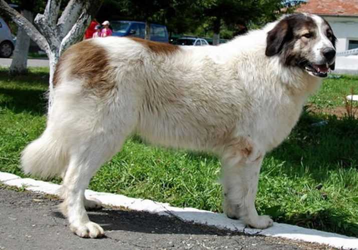 Немецкая овчарка: фото, описание породы, цена и уход за собакой