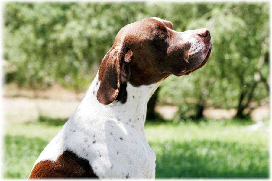 Английский пойнтер: фото и видео, описание породы собаки, цены
