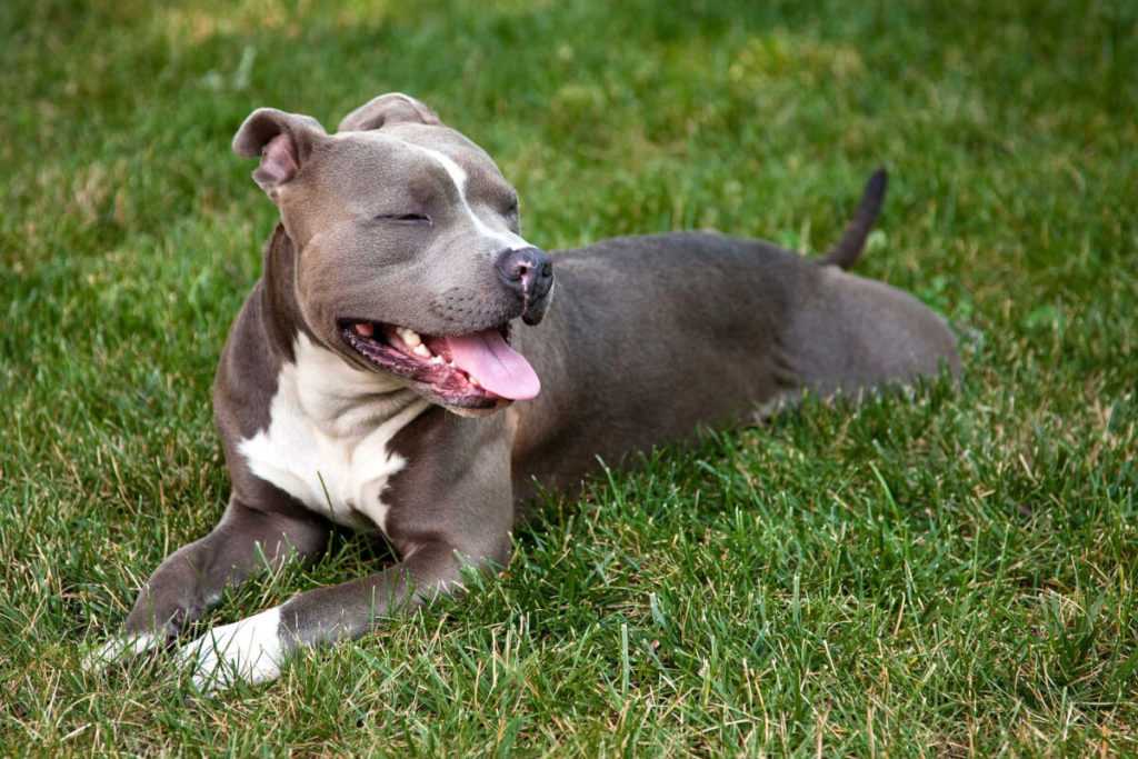 Американский питбультерьер: описание породы, характер собаки и щенка, фото, цена