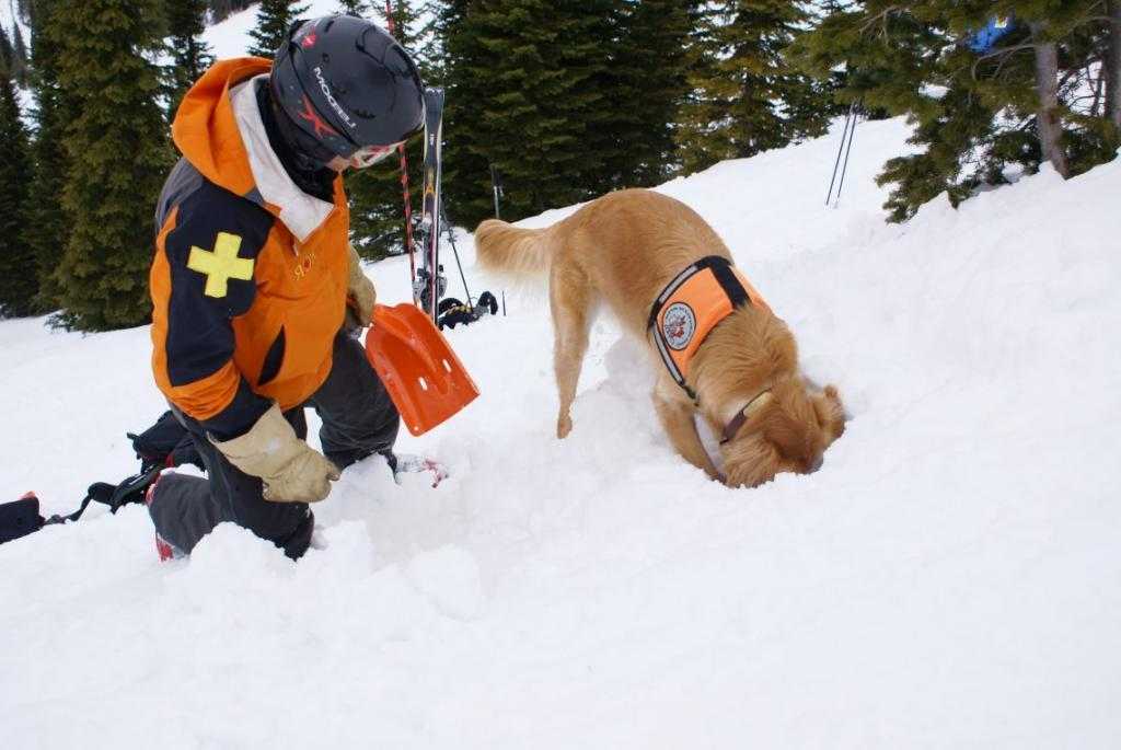 Собаки-спасатели: описание и фото основных пород с краткой характеристикой