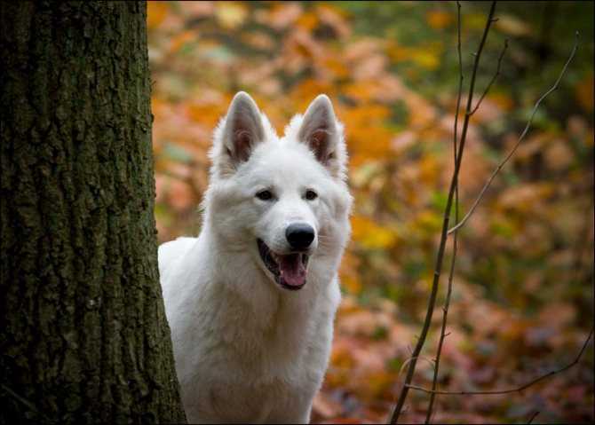 Белая швейцарская овчарка: фото и описание породы собак