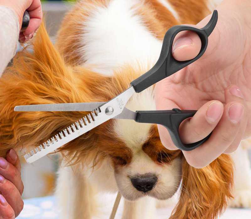 Как правильно стричь когти собаке в домашних условиях
