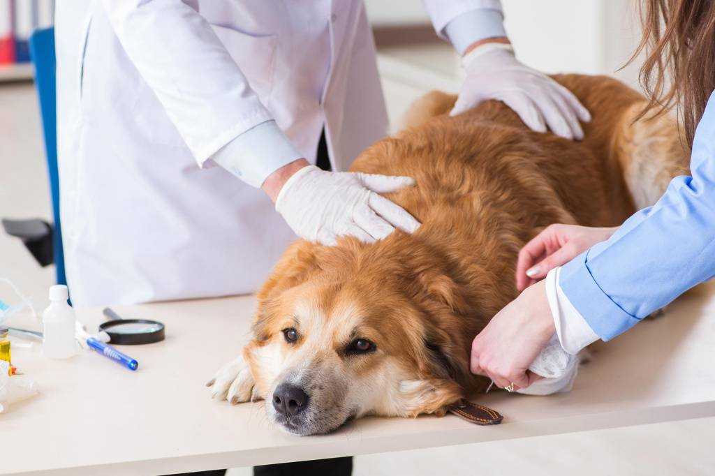 Судороги у собаки – причины и лечение