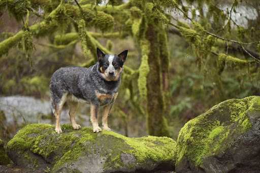Австралийский хилер или австралийская пастушья собака: характеристики и уход