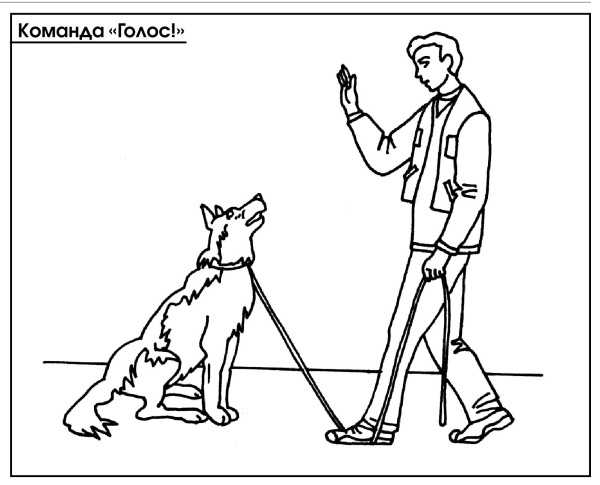 Как научить собаку командам «фу» и «нельзя»