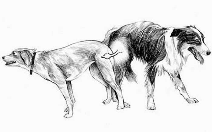 Что делать если собаки слиплись при спаривании — почему слипаются?