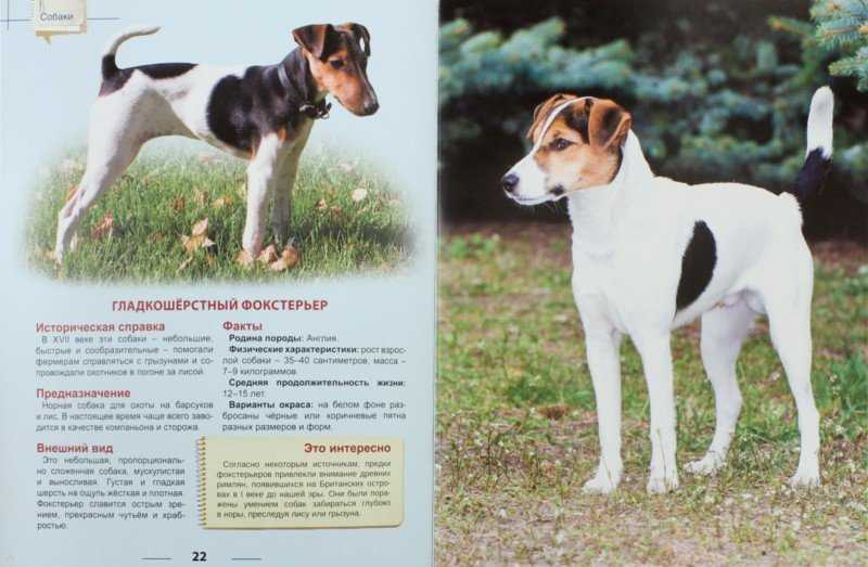 Характеристика собак породы пагль с отзывами и фото
