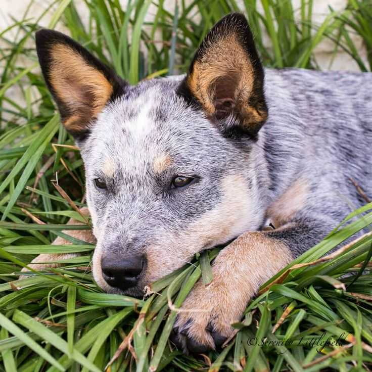 Австралийская пастушья собака - фото, цена, описание, видео