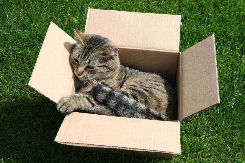 Многие владельцы кошек сталкивались с тем, что животное полностью игнорировало купленный для него трехэтажный домик с когтеткой, а вместо этого с удовольствием залазило в менее дешевые вещи. Например, коробки или пакеты. Почему коты любят коробки