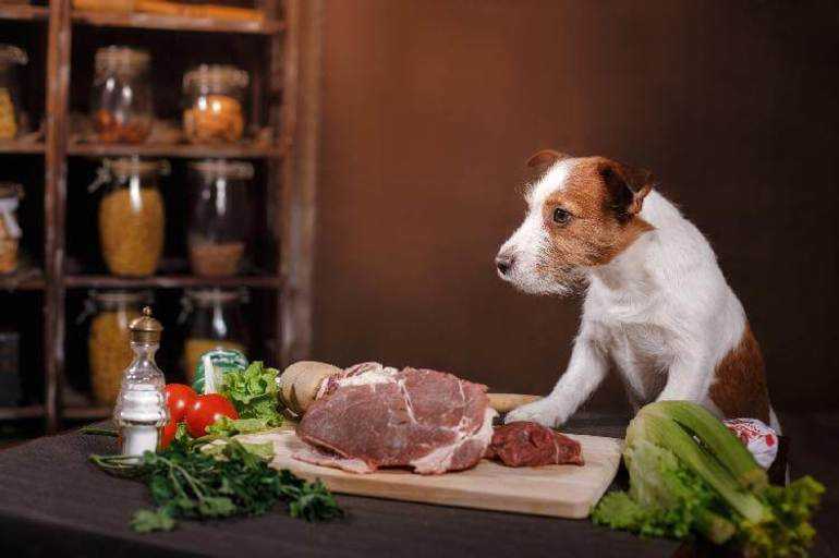 Почему нельзя свинину собакам? узнайте ответ | блог ветклиники "беланта"