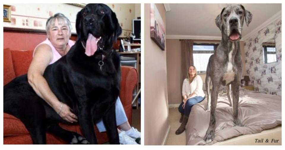 Самые высокие собаки в мире | с фото и названиями