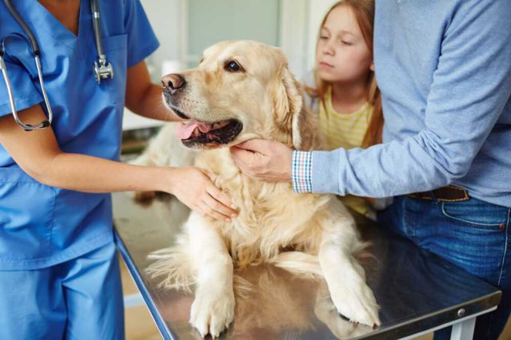 Асцит (водянка) у собак - причины и лечение асцита брюшной полости в москве. ветеринарная клиника "зоостатус"