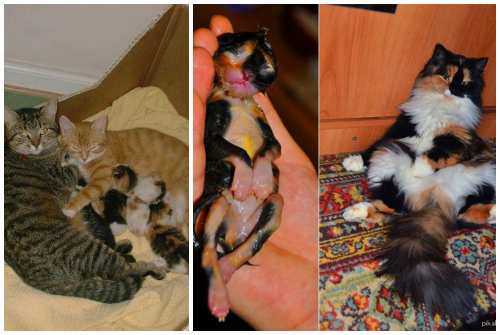 Беременность у кошек - признаки, сколько времени длится, забота о кошке в москве. ветеринарная клиника "зоостатус"