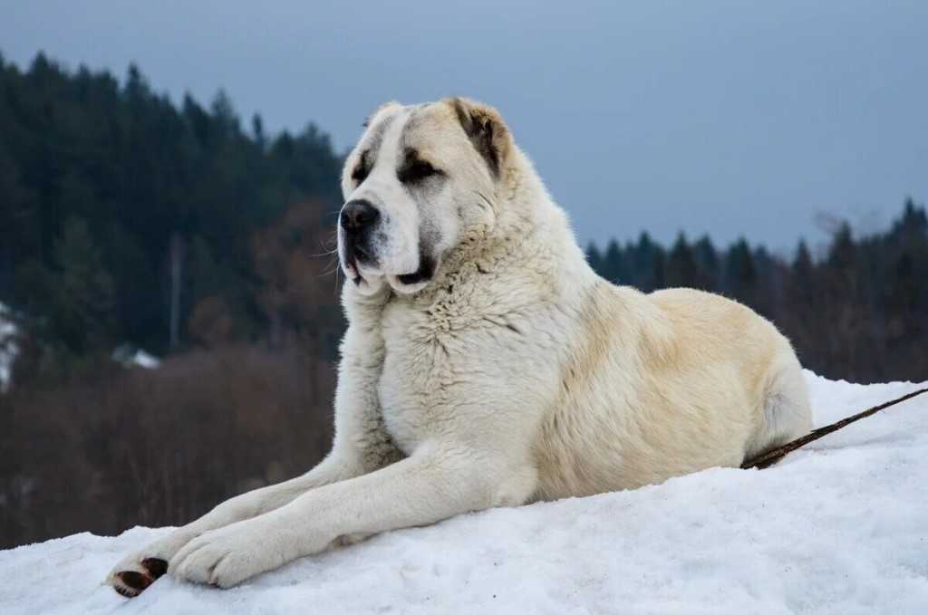 Среднеазиатская овчарка (алабай): фото и описание, основное назначение, характер собаки, стандарты, цена щенка