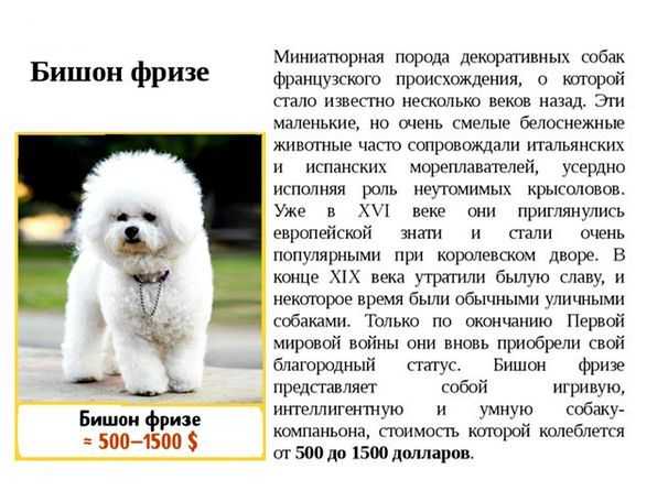 Одесская идеальная порода собак. »  породы собак