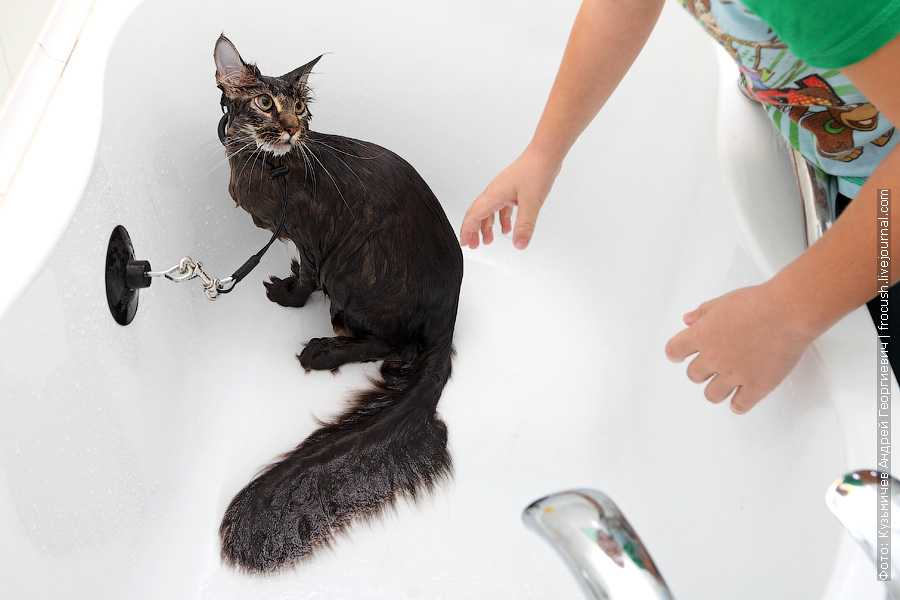 Уход за сфинксами котятами: кормление, купание, специфика